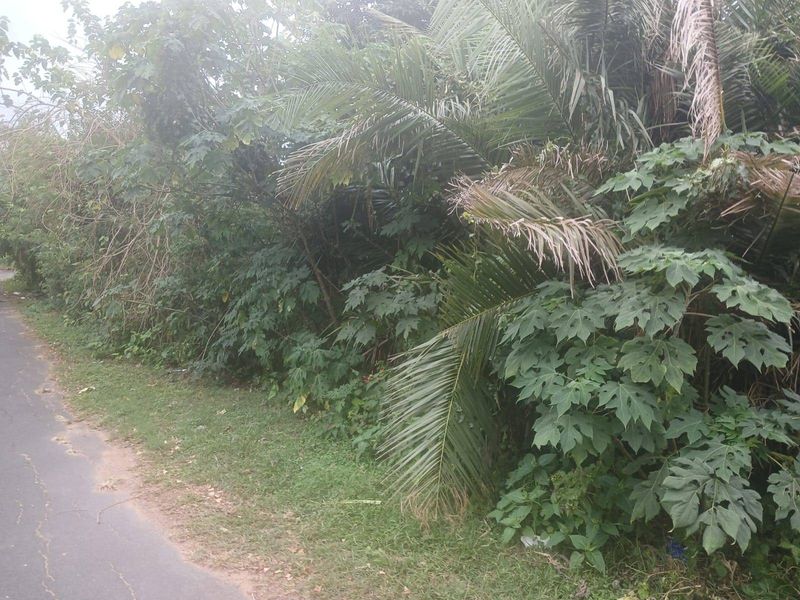 A view of the street frontage showing an asphalt road and a grass verge bordered by dense, overgrown vegetation.