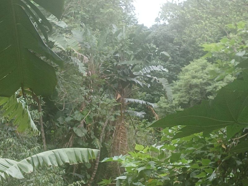 A view of a densely vegetated area with mature trees and tropical foliage on the residential property.