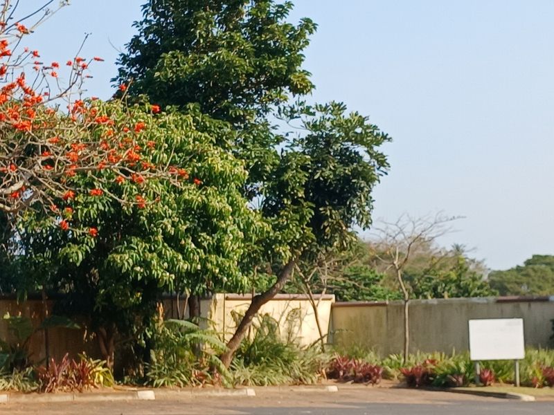 A view of a residential property boundary featuring a concrete perimeter wall, mature trees, and established garden landscaping.