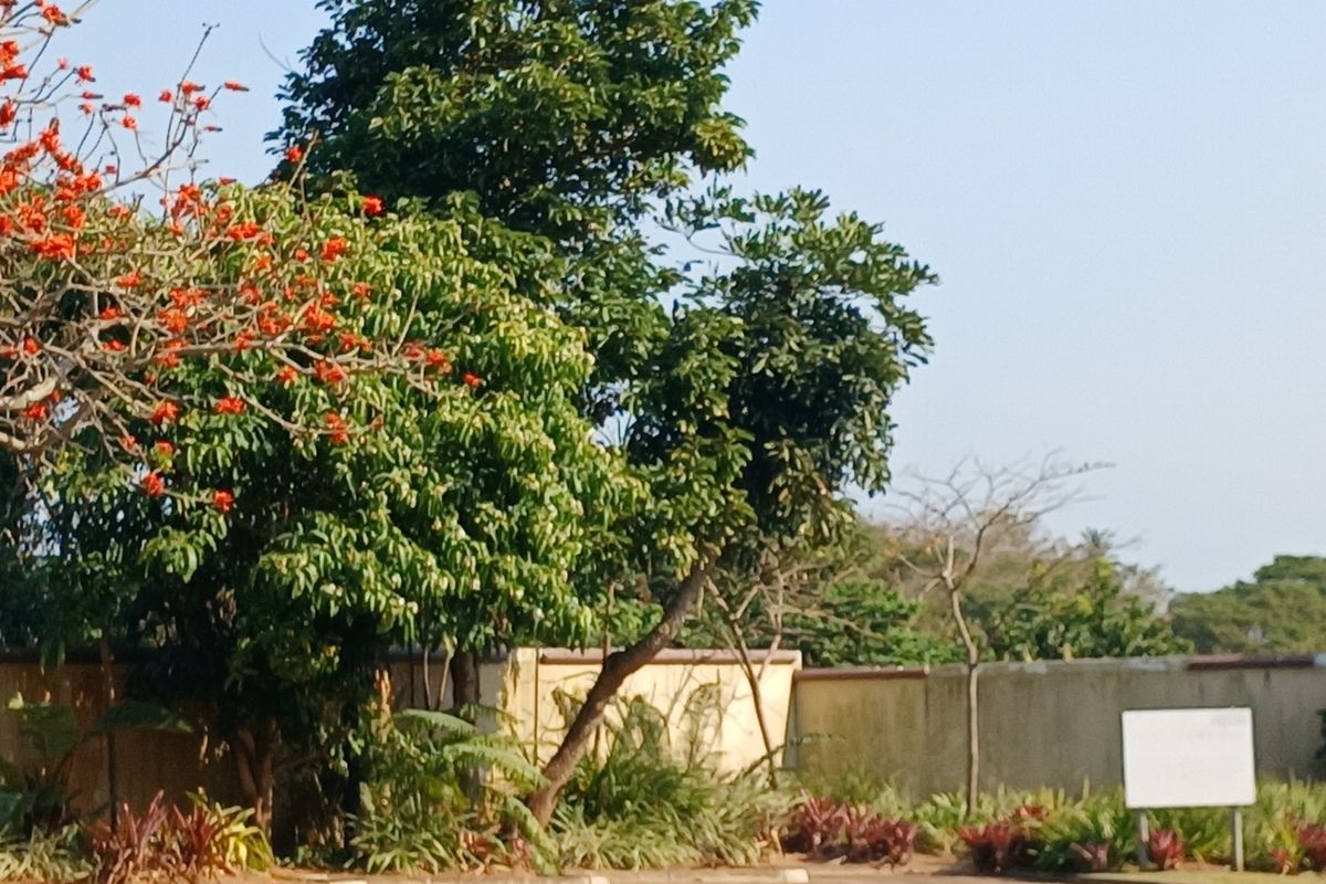 A view of a residential property boundary featuring a concrete perimeter wall, mature trees, and established garden landscaping.