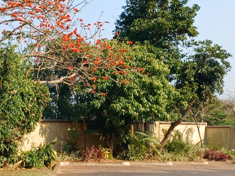 A view of a residential garden area featuring mature trees, flowering shrubs, and a perimeter boundary wall.