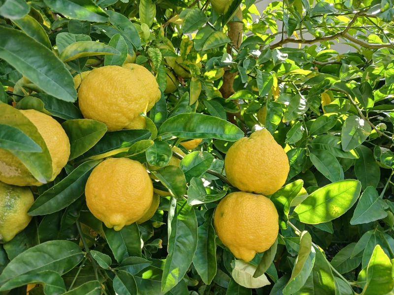 A close-up view of a healthy citrus tree laden with ripe lemons in the property garden.