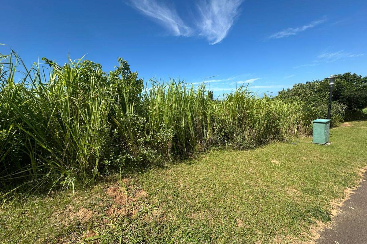 A view of a grassy residential plot featuring tall vegetation and a utility box.