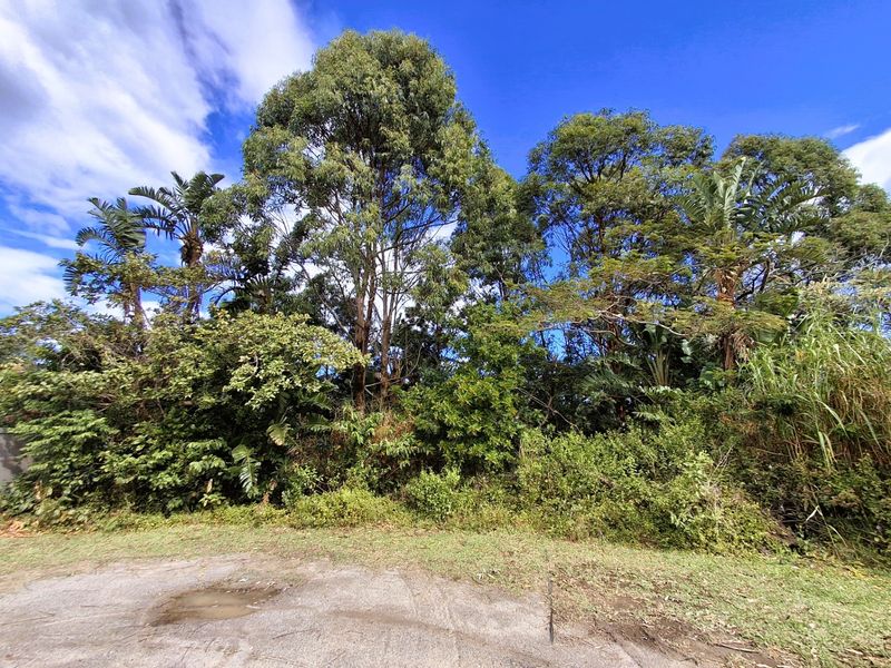 A view of a vacant residential plot featuring dense mature trees and established vegetation.