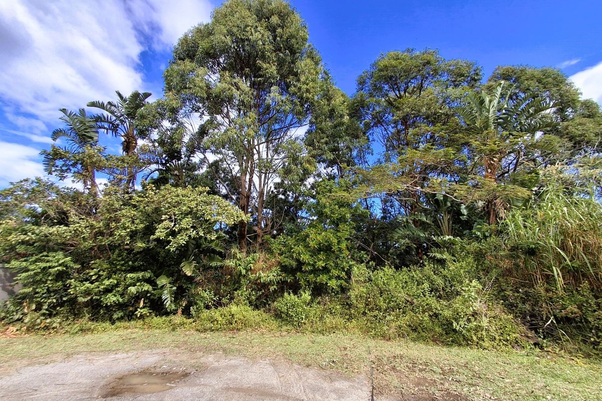 A view of a vacant residential plot featuring dense mature trees and established vegetation.