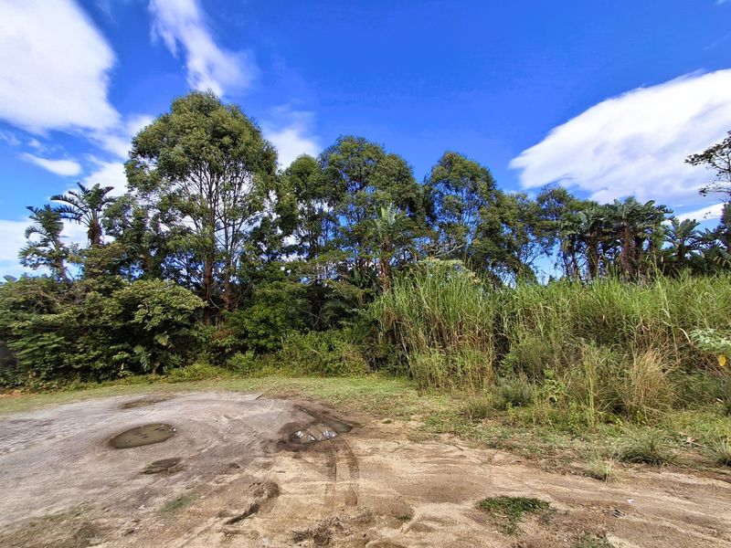 A view of a vacant residential plot featuring mature trees and dense natural vegetation.