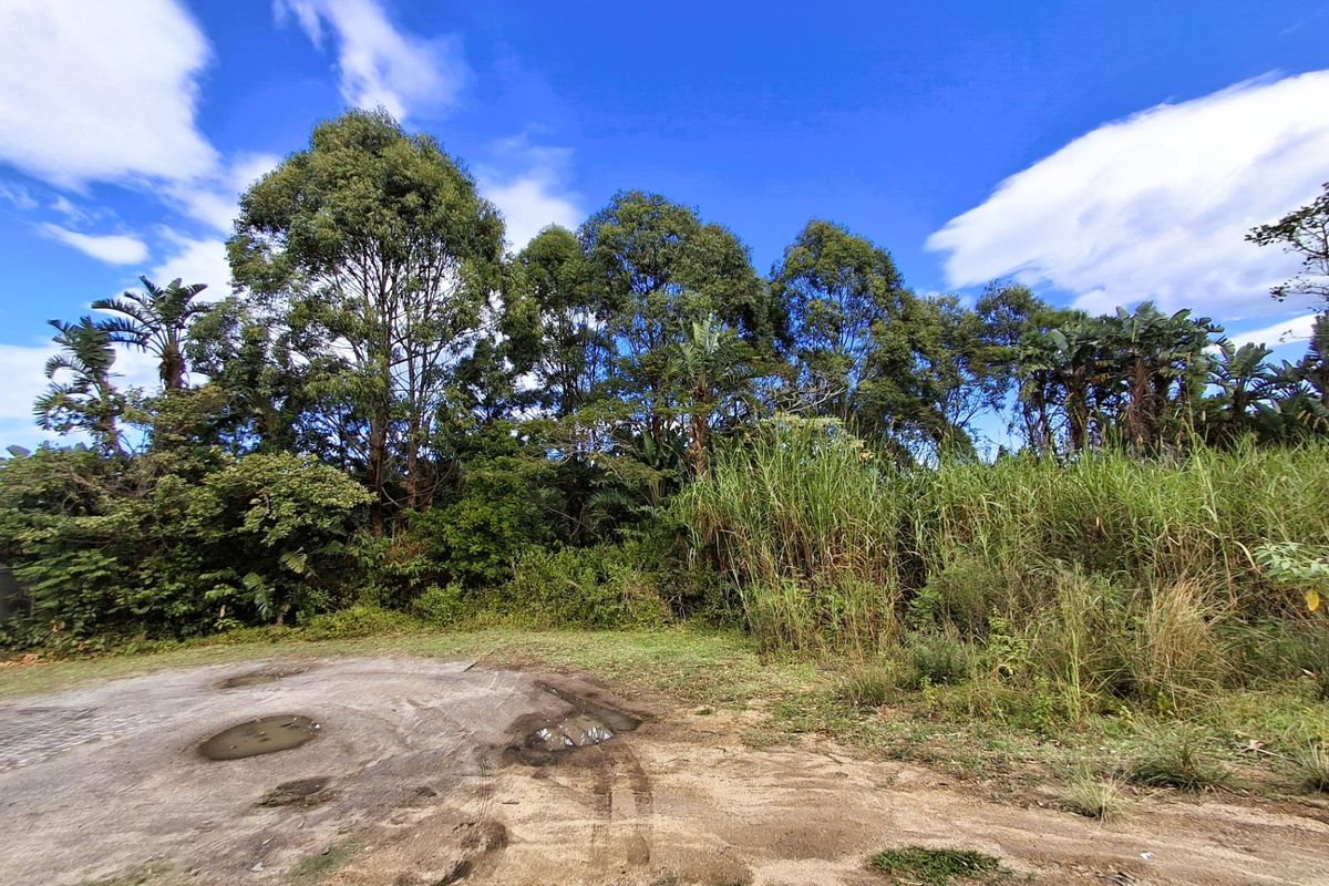 A view of a vacant residential plot featuring mature trees and dense natural vegetation.