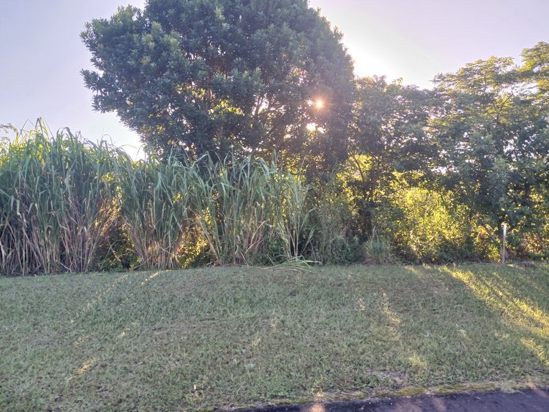 A view of a residential plot featuring a grass lawn and mature trees, providing a natural setting for potential development.