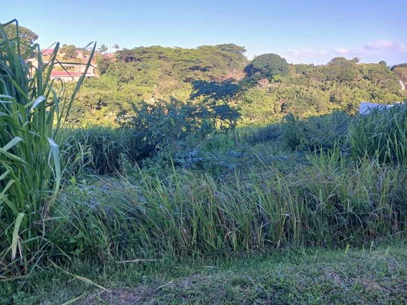 A view of the sloped, undeveloped residential land featuring dense natural vegetation and surrounding greenery.