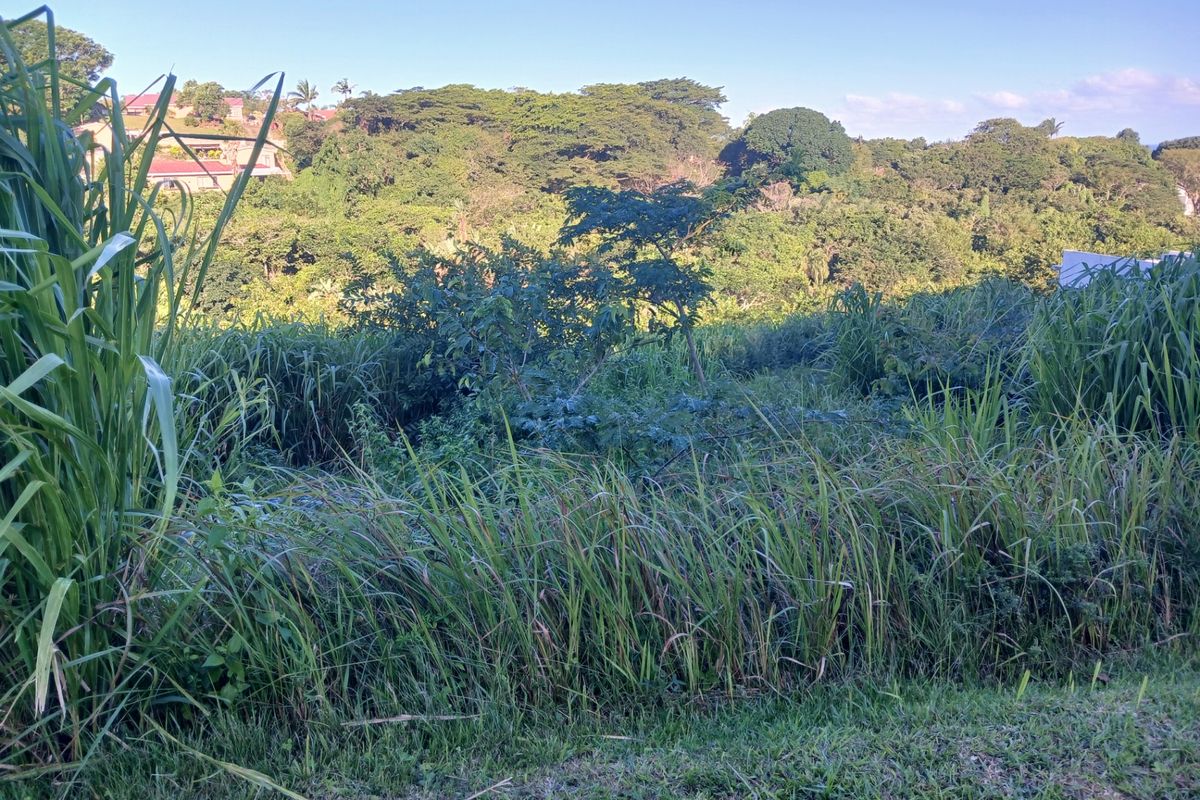 A view of the sloped, undeveloped residential land featuring dense natural vegetation and surrounding greenery.