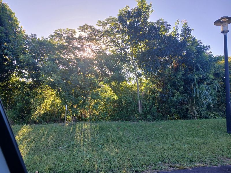 A view of a well-maintained lawn area bordered by mature trees and foliage, featuring a functional street light.