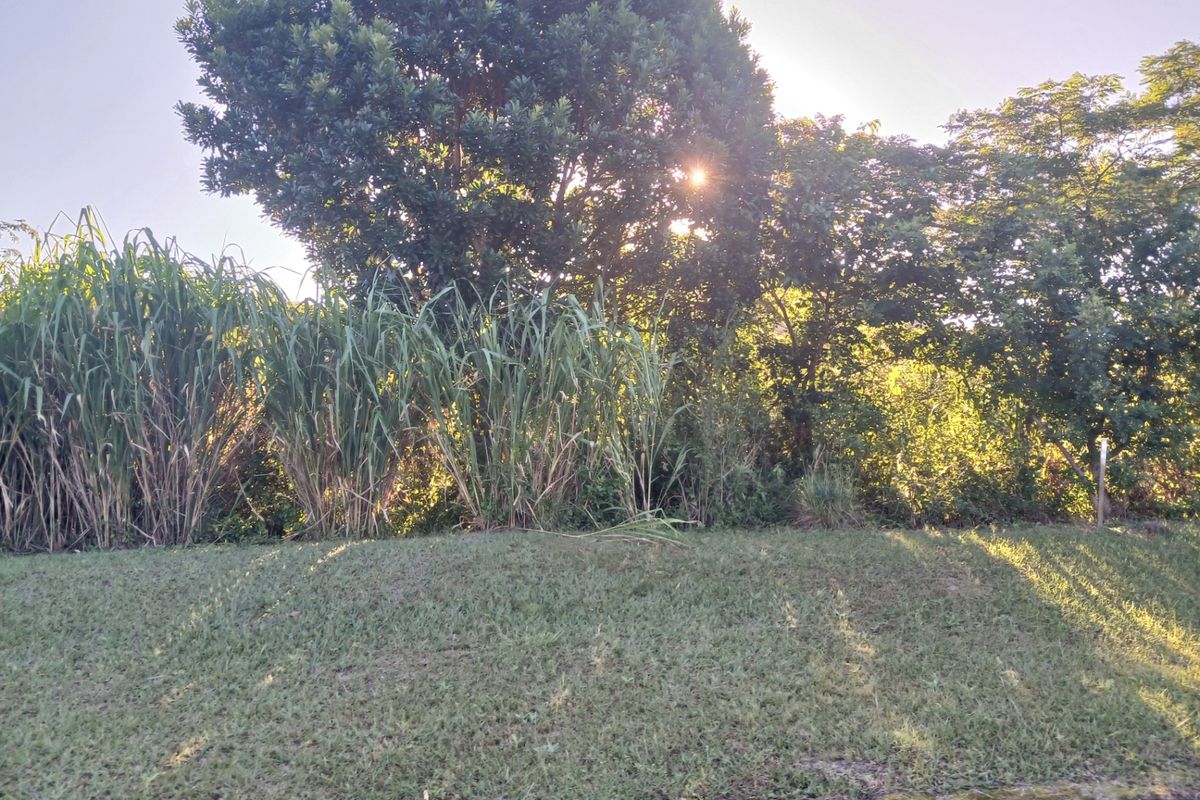 A view of a residential plot featuring a grass lawn and mature trees, providing a natural setting for potential development.