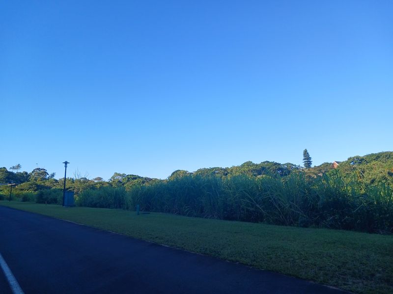 A view of a paved residential street with a grass verge and surrounding greenery under a clear blue sky.
