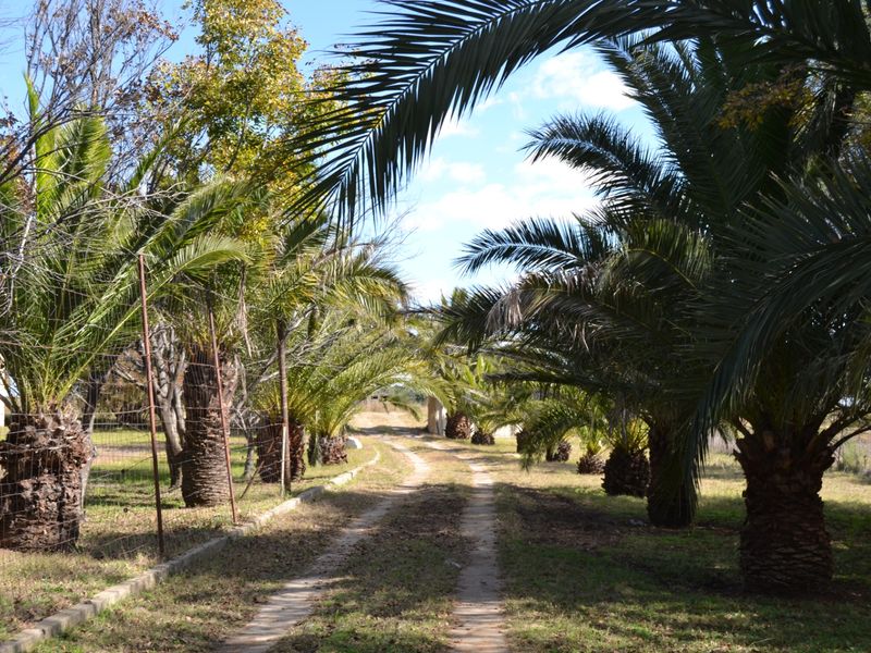 A scenic farm driveway lined with mature palm trees and bordered by wire fencing, leading towards the property buildings.
