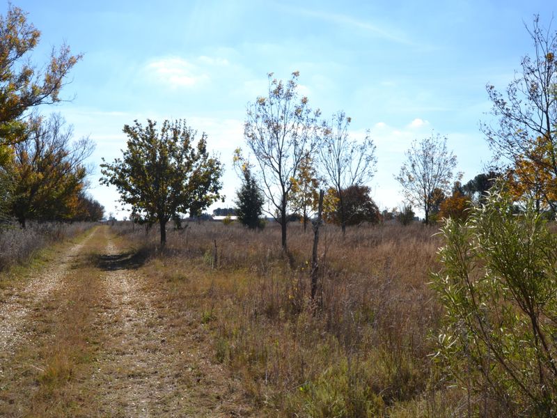 A view of a vacant residential plot featuring a gravel track, established trees, and natural vegetation.