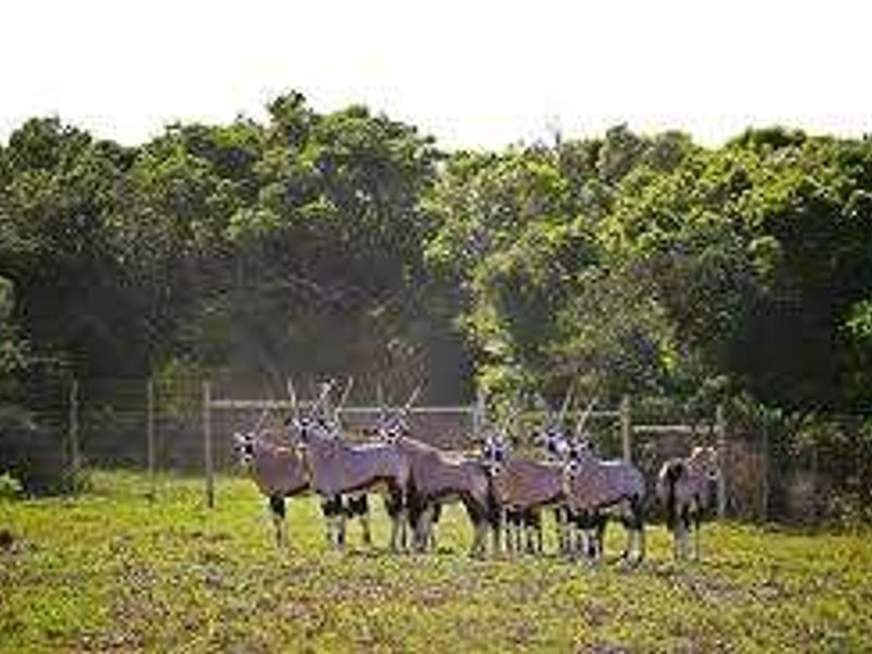 A view of a grassy plot featuring perimeter fencing and mature trees, currently occupied by wildlife.