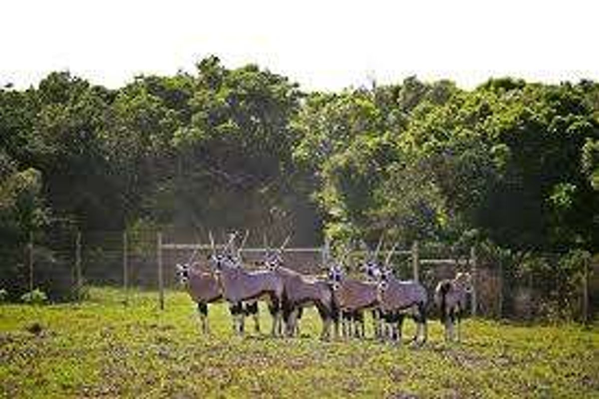A view of a grassy plot featuring perimeter fencing and mature trees, currently occupied by wildlife.
