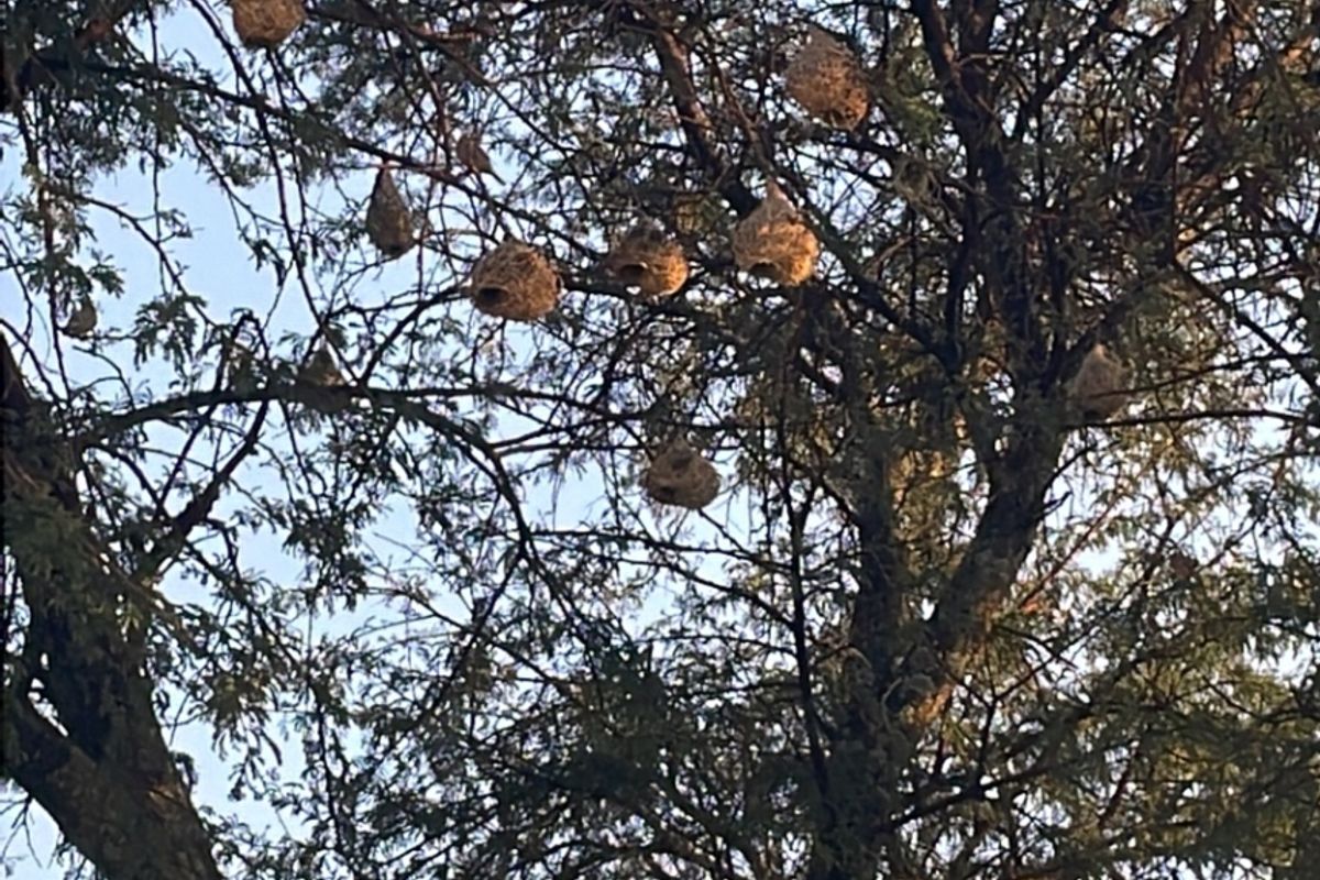 A mature tree located on the vacant residential land, featuring multiple bird nests within its branches.