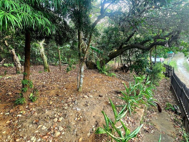 A sloped garden area featuring mature trees, natural ground cover, and a combination of wire mesh and timber picket fencing along a pathway.