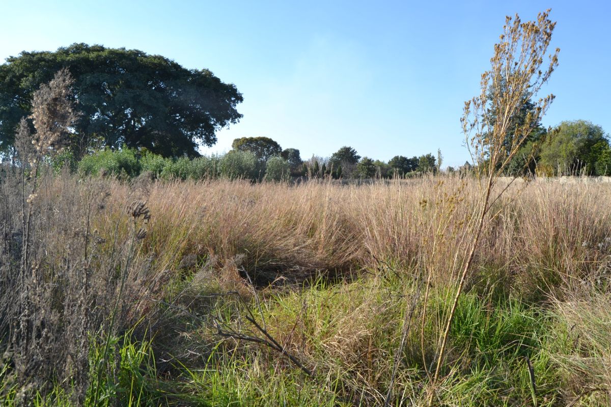 A view of the vacant residential land featuring natural grass and mature trees, offering a blank canvas for future development.