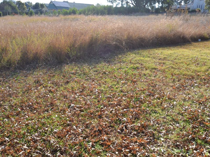 A view of an undeveloped residential plot featuring overgrown grass and scattered dry leaves.