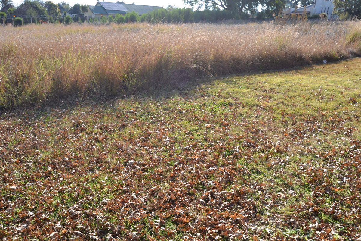 A view of an undeveloped residential plot featuring overgrown grass and scattered dry leaves.