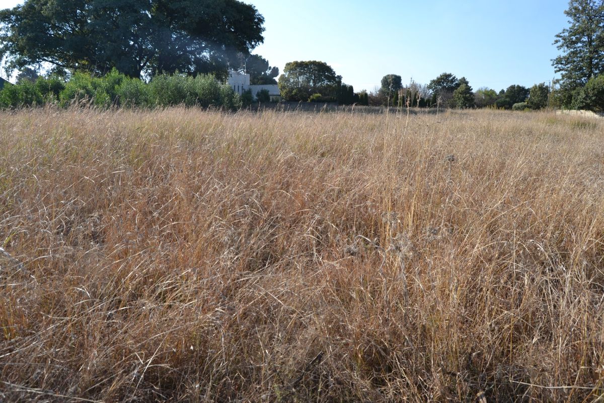 A view of a vacant residential plot featuring tall dry grass and mature trees in the background.