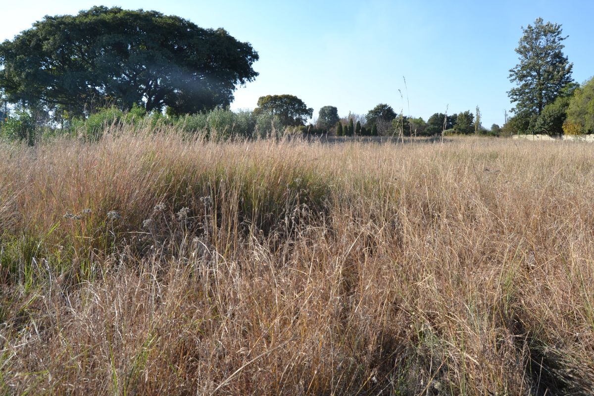 A view of a vacant residential plot featuring natural grassland and mature trees, offering a blank canvas for future development.