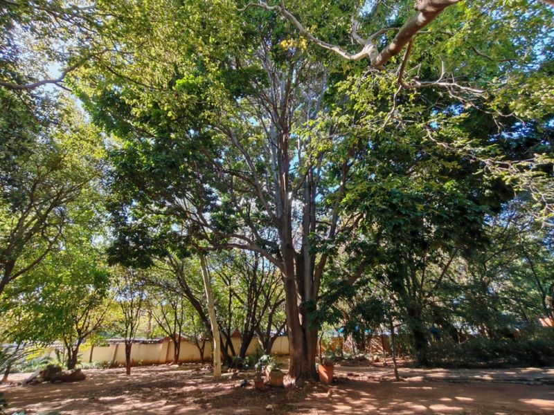 A spacious, well-established garden area featuring mature trees and a perimeter boundary wall, offering a natural and shaded outdoor setting.