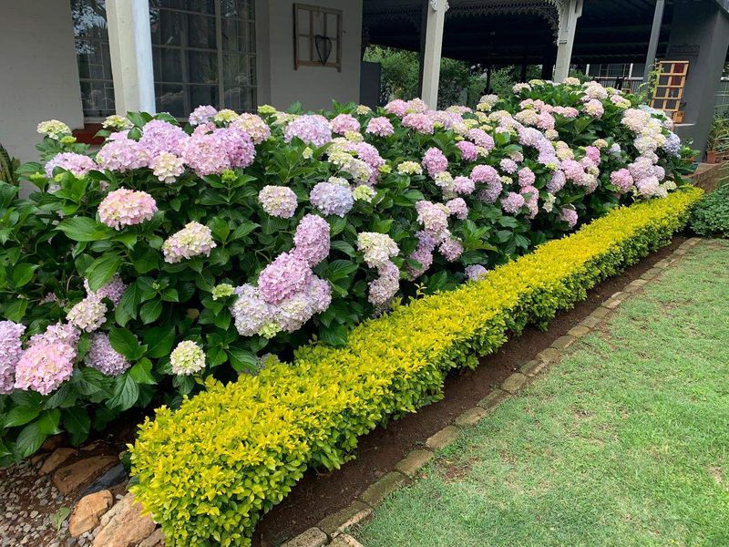 A well-maintained garden featuring vibrant hydrangea bushes and manicured hedges, bordering a lawn area with a covered patio visible in the background.