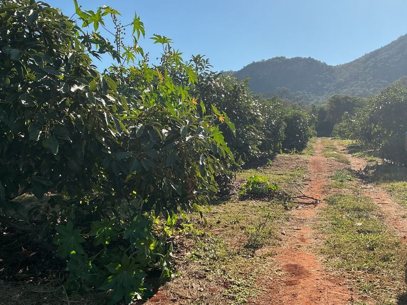 A dirt track running through a cultivated orchard on the farm, set against a backdrop of rolling hills.