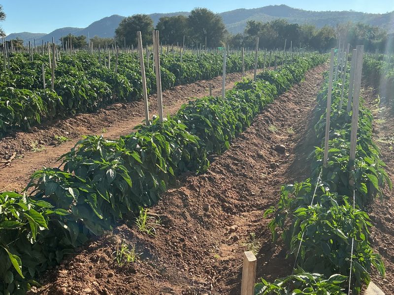 A well-maintained agricultural field featuring rows of crops supported by a trellis system, set against a scenic mountain backdrop.