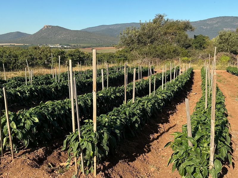 Well-maintained agricultural crop rows featuring integrated irrigation lines and wooden support stakes, set against a scenic mountain landscape.