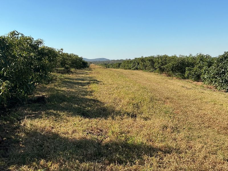 A view of a well-maintained orchard with rows of fruit trees and a clear grass path running through the center.