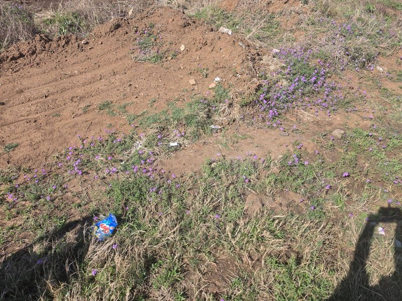 An elevated view of a vacant residential plot featuring natural soil, wild vegetation, and purple wildflowers.