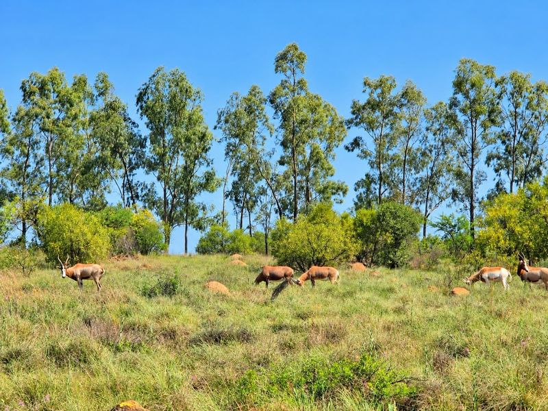 A scenic view of the farm landscape featuring open grazing land, native grasses, and mature trees under a clear blue sky.