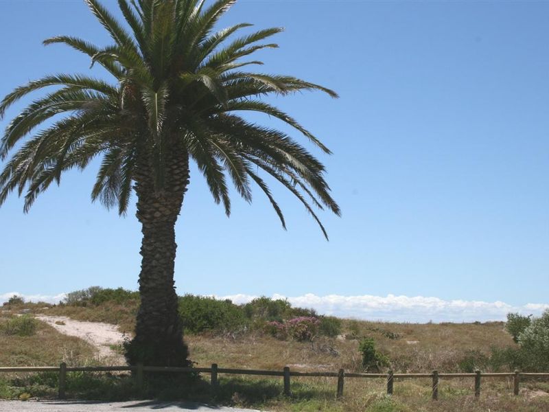 A view of a vacant residential plot featuring a mature palm tree and a timber post and rail boundary fence.