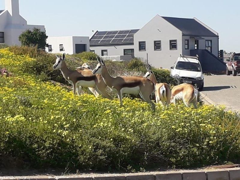 Vacant Land For Sale In Saldanha - Photo 9