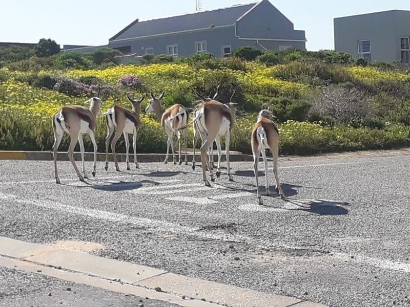 Vacant Land For Sale In Saldanha - Photo 3