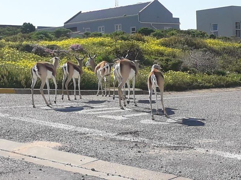 Vacant Land For Sale In Saldanha - Photo 8