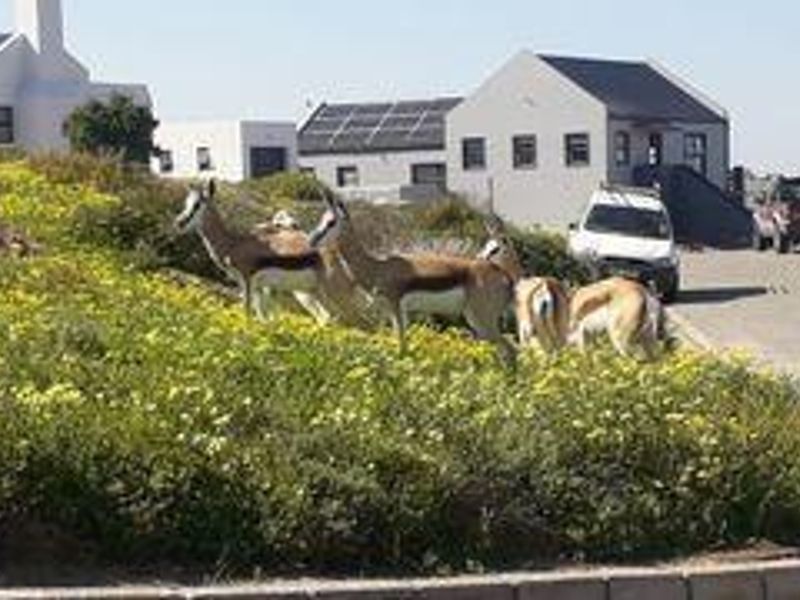 Vacant Land For Sale In Saldanha - Photo 5