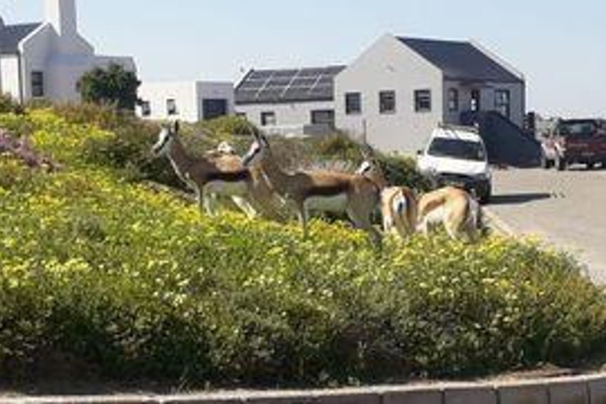 Vacant Land For Sale In Saldanha - Photo 5
