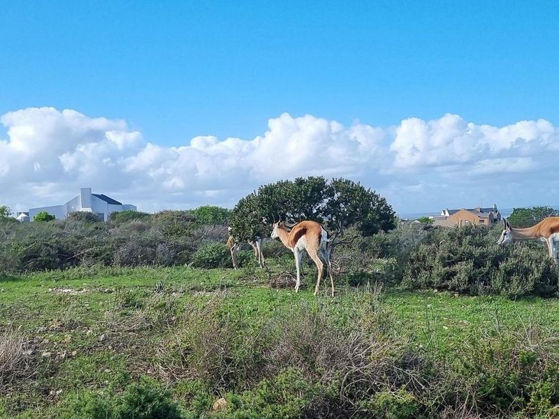 Vacant Land For Sale In Saldanha - Photo 2