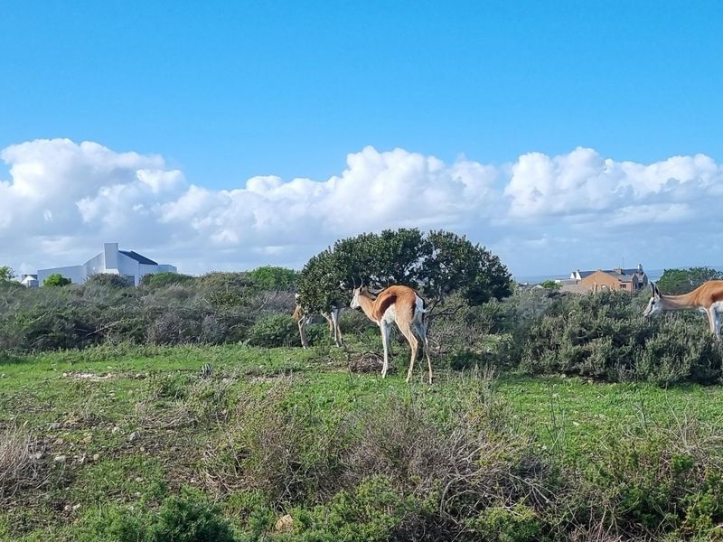 Vacant Land For Sale In Saldanha - Photo 2