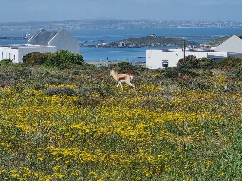 Vacant Land For Sale In Saldanha - Photo 10