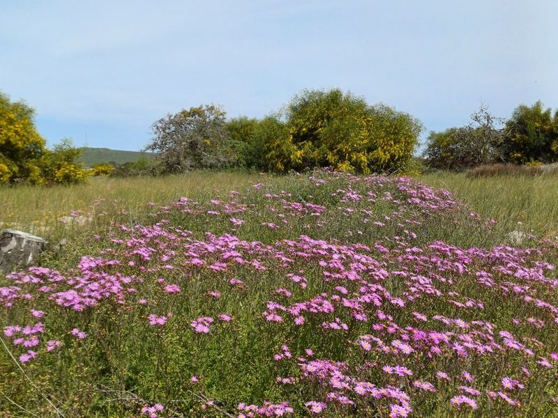 A view of the vacant residential land featuring natural vegetation, wild flowers, and established shrubs across the open plot.