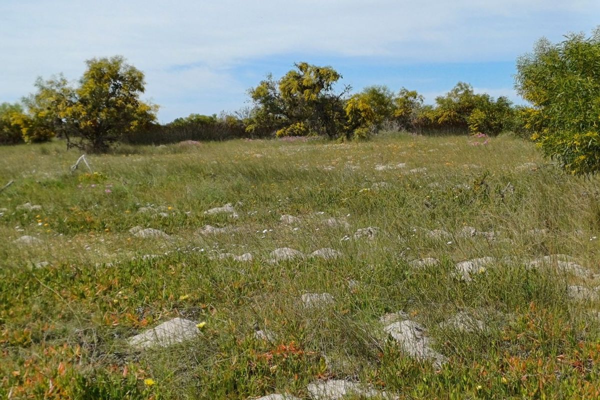 A view of a vacant residential plot featuring natural vegetation, native shrubs, and rocky ground cover, suitable for future development.