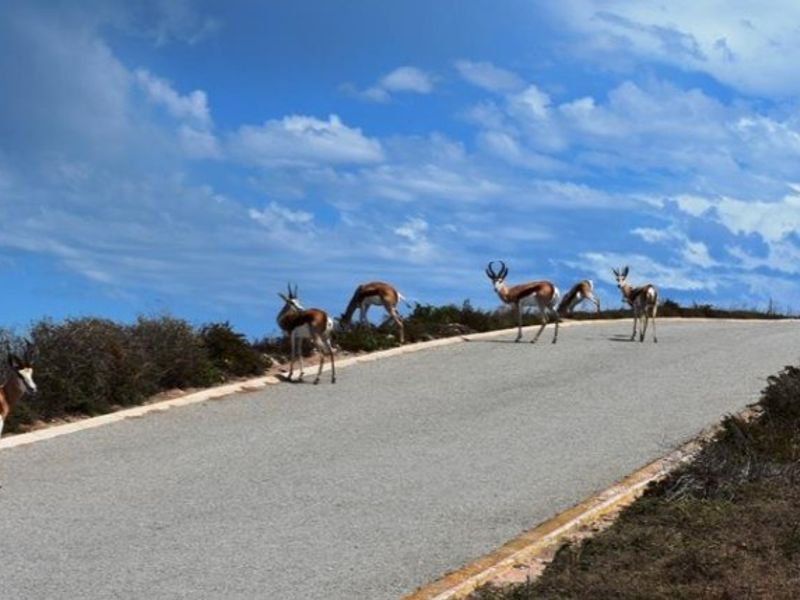 Vacant Land Sold In Saldanha - Photo 2