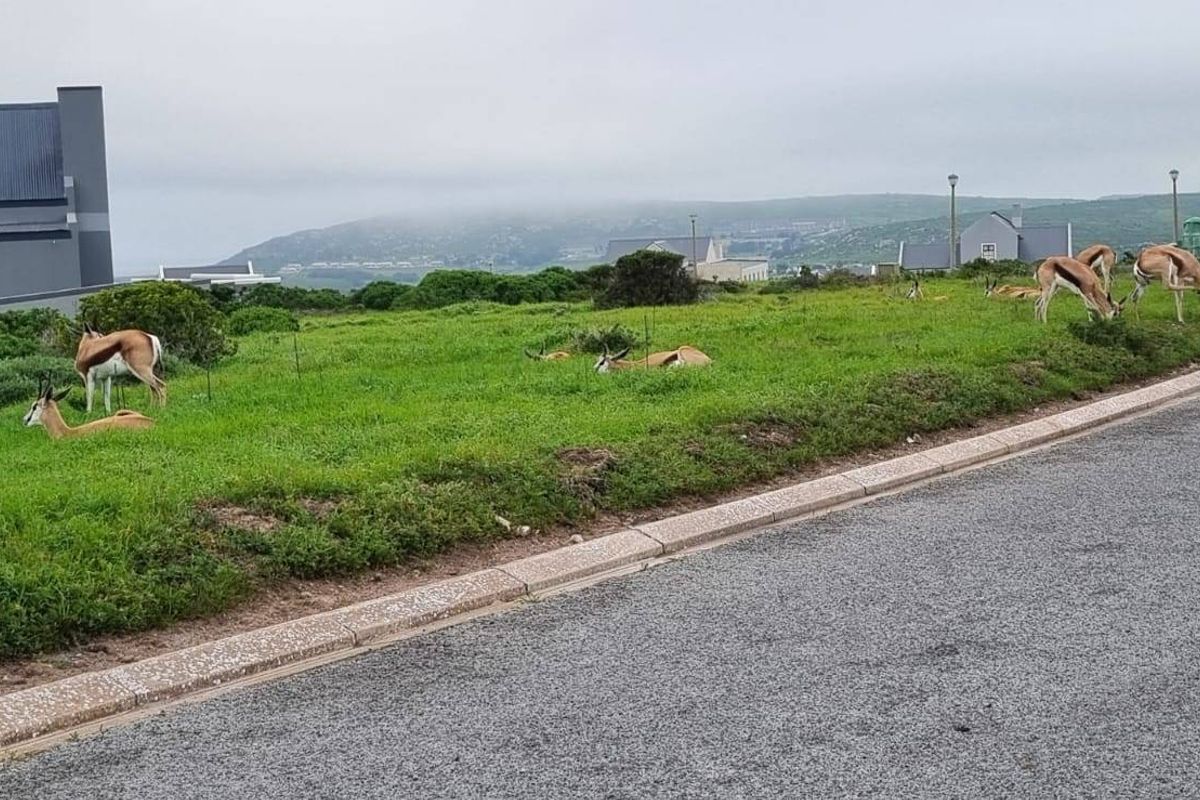 Vacant Land For Sale In Saldanha - Photo 3