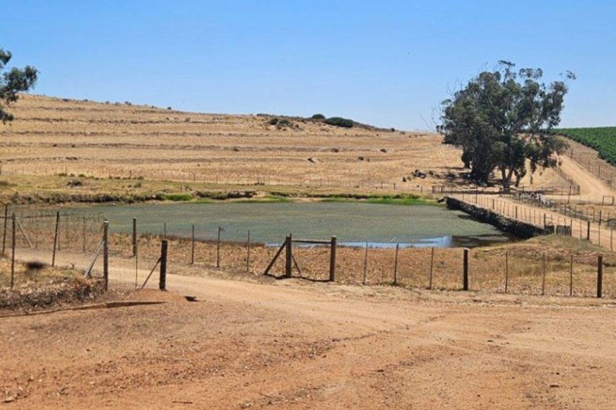 A scenic view of a farm dam, gravel access road, and surrounding vineyard landscape on a rural property.